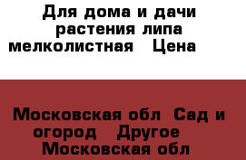 Для дома и дачи-растения липа мелколистная › Цена ­ 700 - Московская обл. Сад и огород » Другое   . Московская обл.